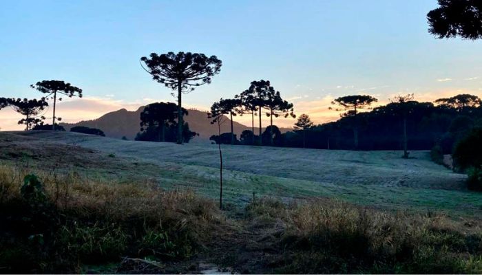 Foto: Ana Tigrinho/Arquivo AEN Onda de frio no campo: IDR-Paraná reforça cuidados em culturas mais sensíveis